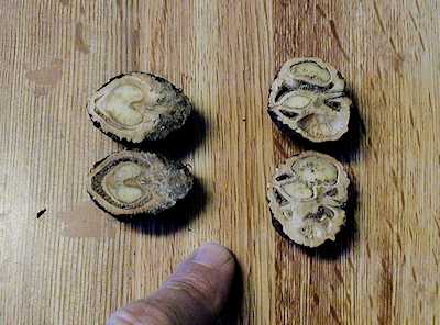 Black Walnuts in Cross Section